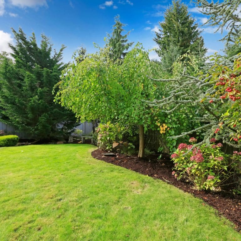 Read more about the article Drought-Resistant Landscaping to Transform Your Yard in 2025